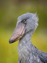 The Shoebill, Balaeniceps rex or Shoe-Billed Stork Poster och Canvastavla