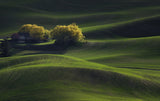 Palouse Field in May Poster och Canvastavla
