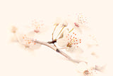 Harmony of Spring Poster och Canvastavla
