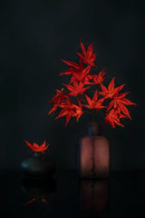 Red Maple leaves Poster och Canvastavla