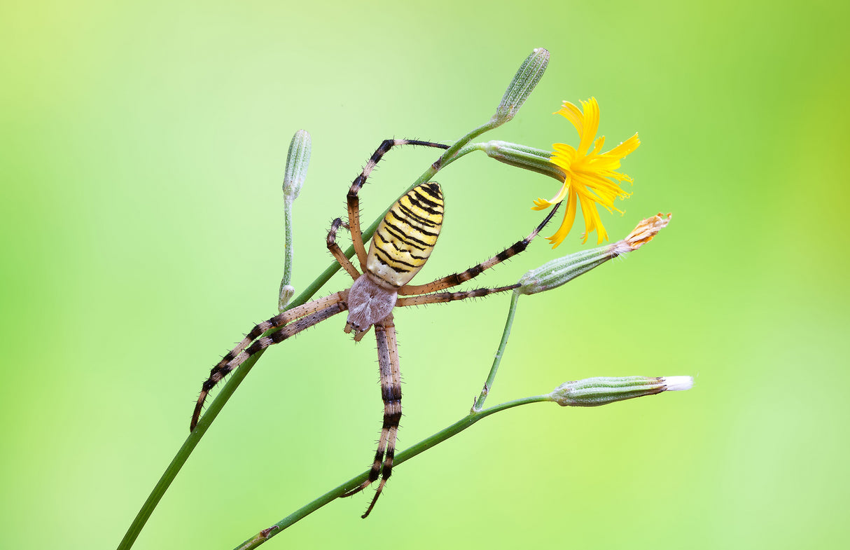 Flowery cobweb Poster och Canvastavla