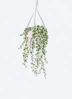Scandi Japandi String of Pearls Poster och Canvastavla
