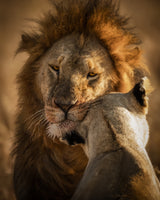 Give me some Love Poster och Canvastavla