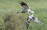 Pair of Black Winged Kite Poster och Canvastavla
