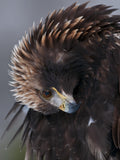 Golden Eagle Poster och Canvastavla