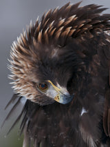 Golden Eagle Poster och Canvastavla