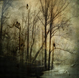 Calmness Poster och Canvastavla