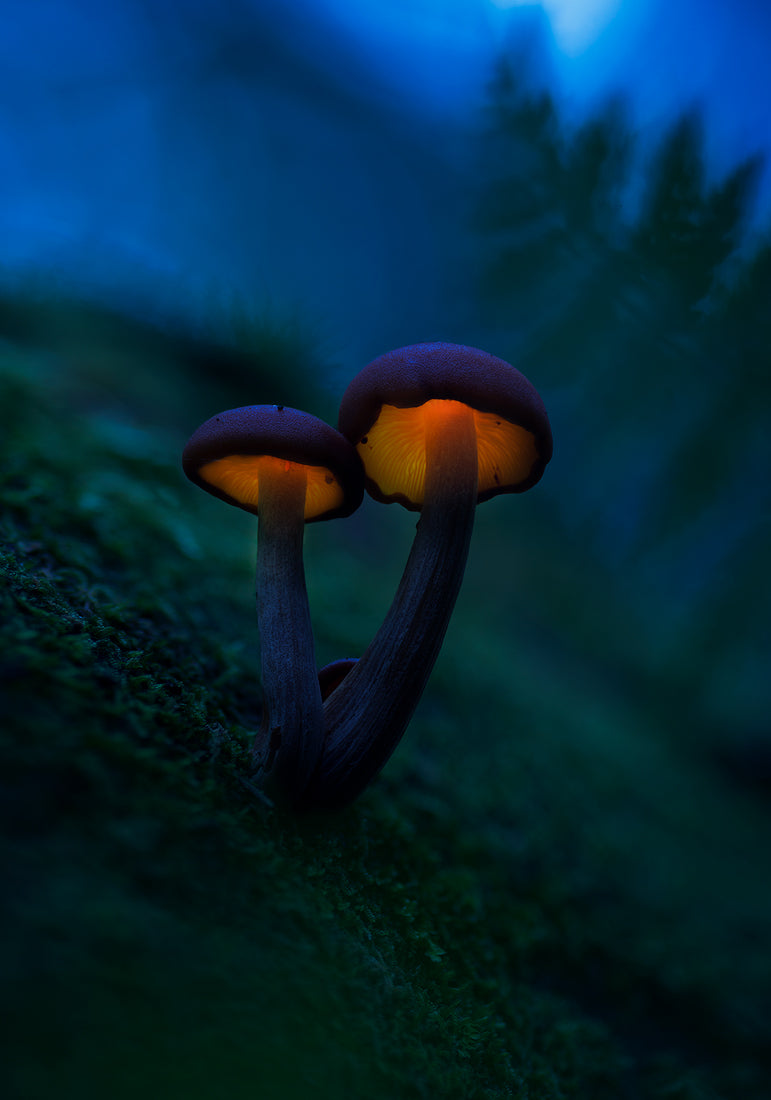 Glowing mushrooms Poster och Canvastavla
