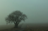 Tree Poster och Canvastavla