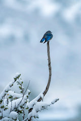 Bird in Snow Day Poster och Canvastavla