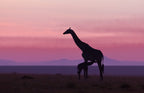 Good morning Masai Mara 7 Poster och Canvastavla