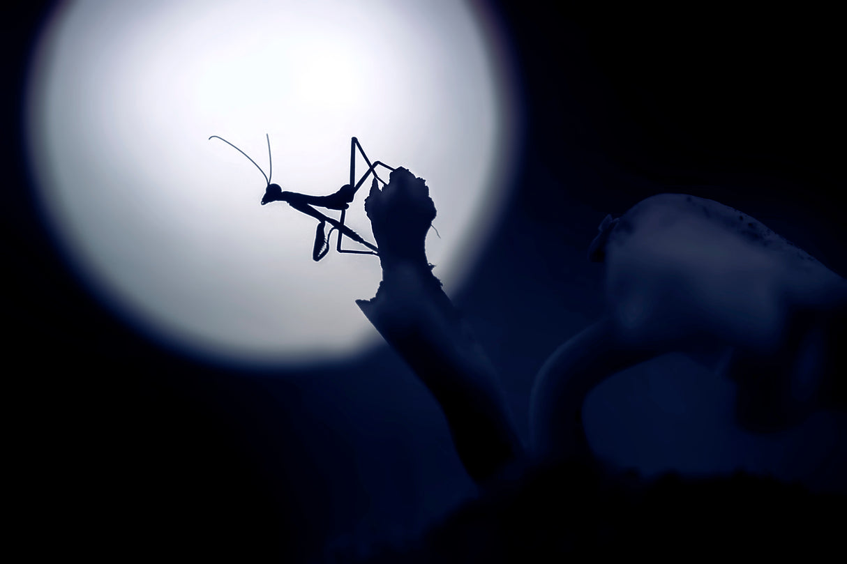 Mystical Little Mantis Poster och Canvastavla
