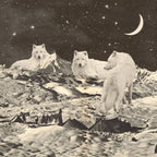 Giant White Wolves Poster och Canvastavla