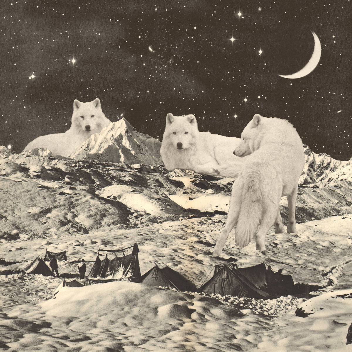 Giant White Wolves Poster och Canvastavla