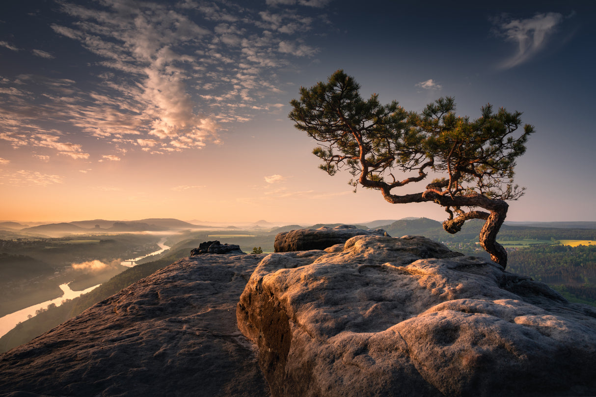 Bonsai Tree Poster och Canvastavla