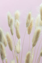 Bunny Grass Pink 01 Poster och Canvastavla