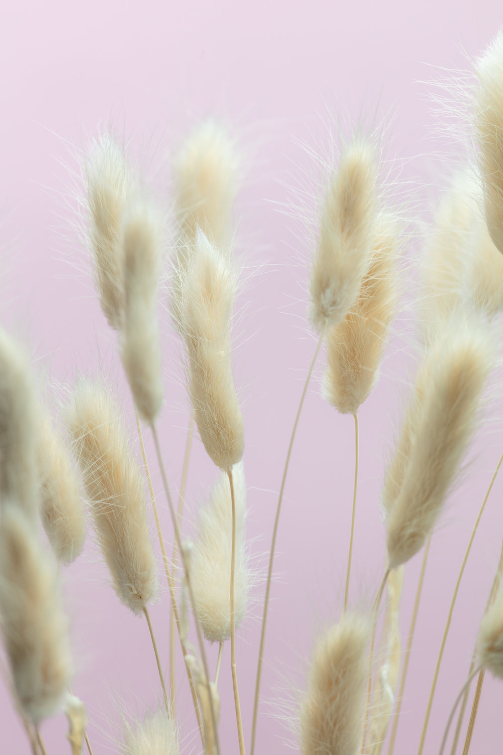 Bunny Grass Pink 01 Poster och Canvastavla
