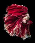 Wave Betta Poster och Canvastavla