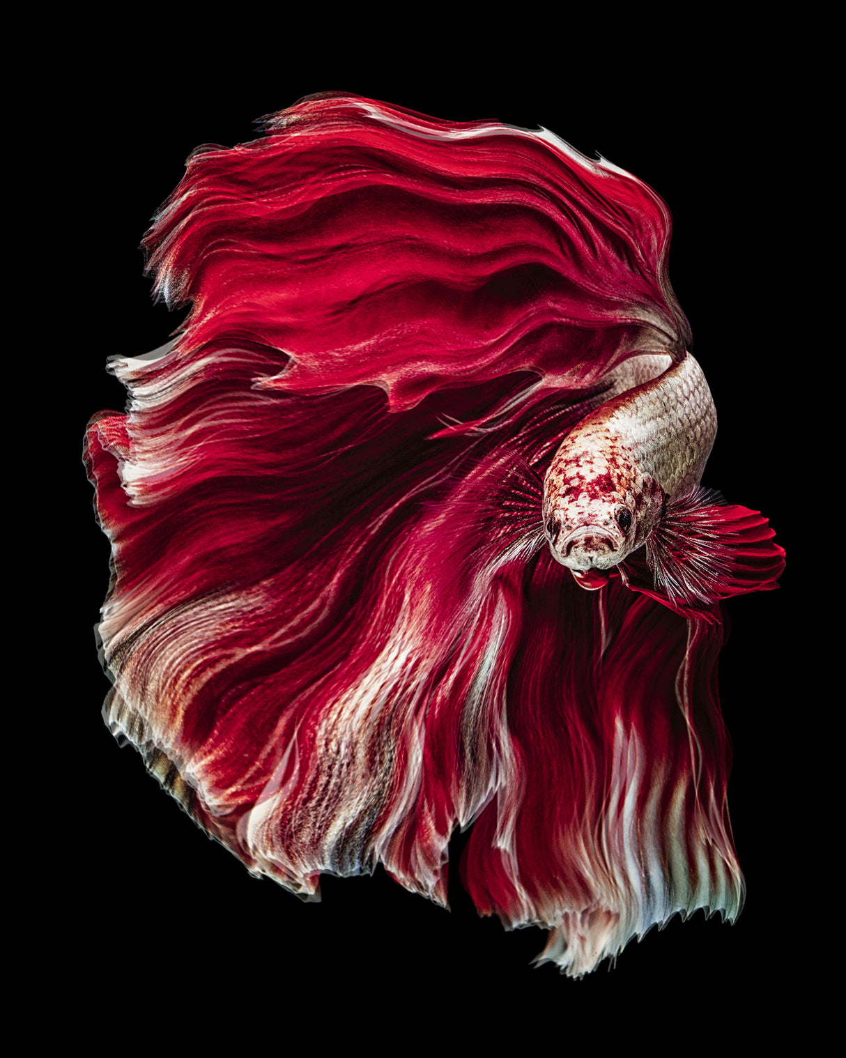 Wave Betta Poster och Canvastavla