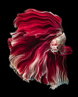 Wave Betta Poster och Canvastavla