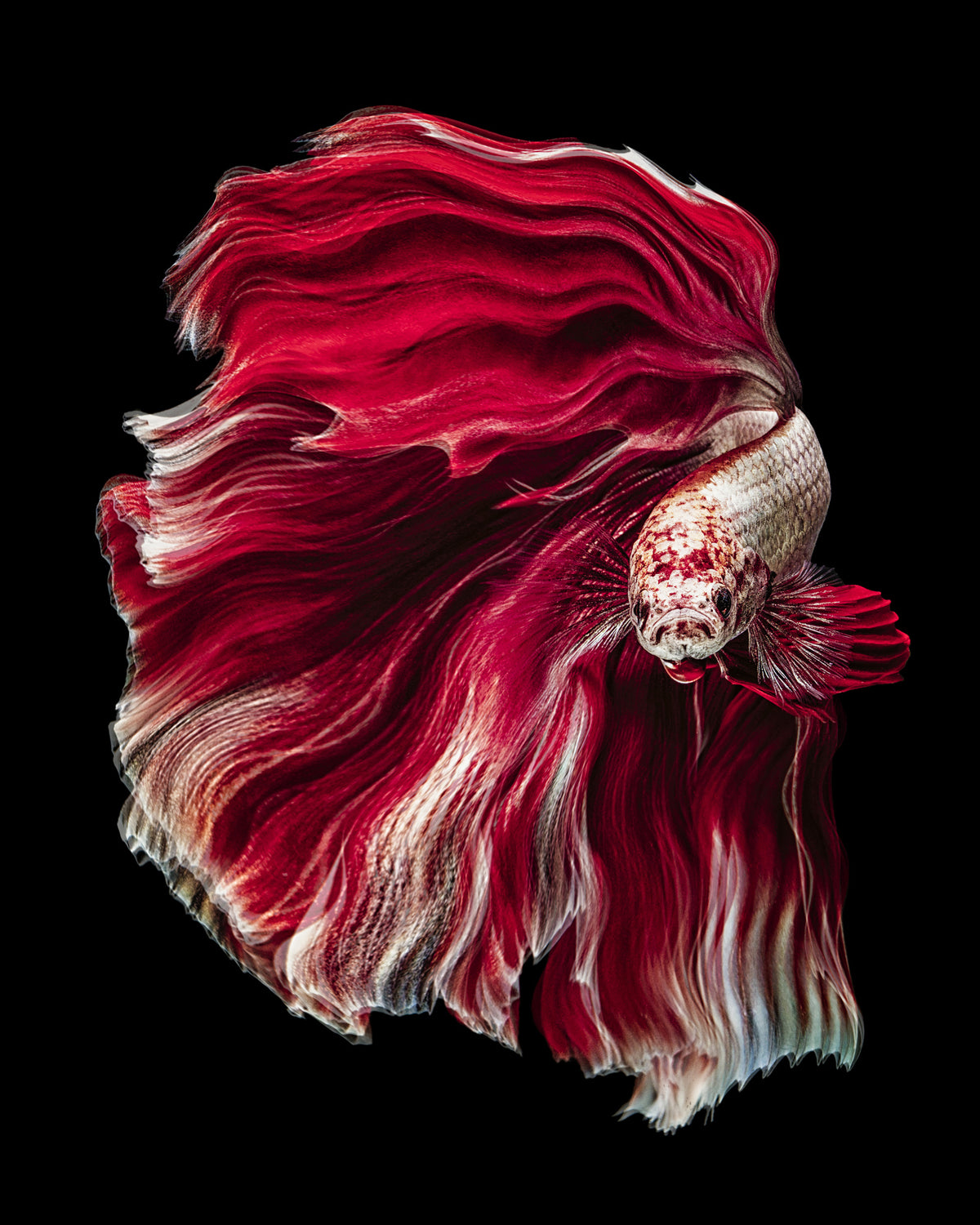 Wave Betta Poster och Canvastavla