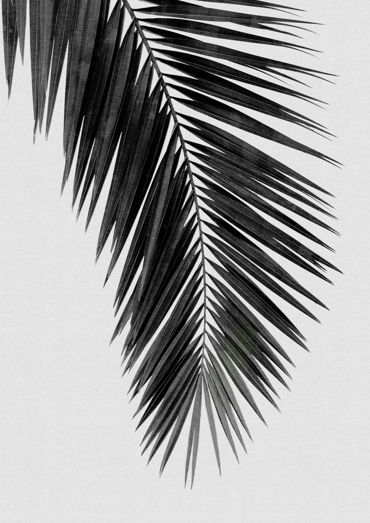 Palm Leaf Black & White I Poster och Canvastavla