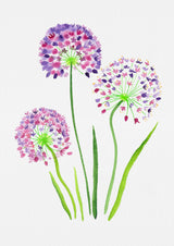 Giant onion or Allium giganteum botanical painting Poster och Canvastavla