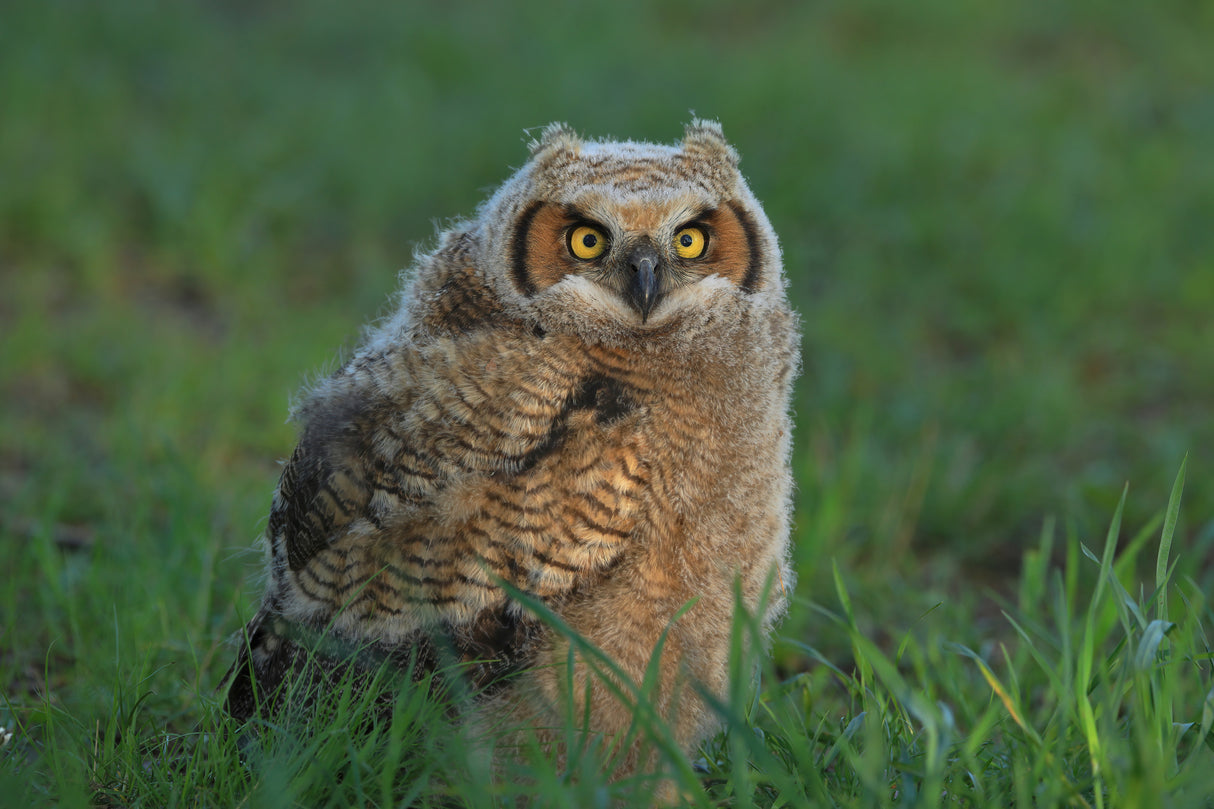 Great Horned Owl …Baby Poster och Canvastavla