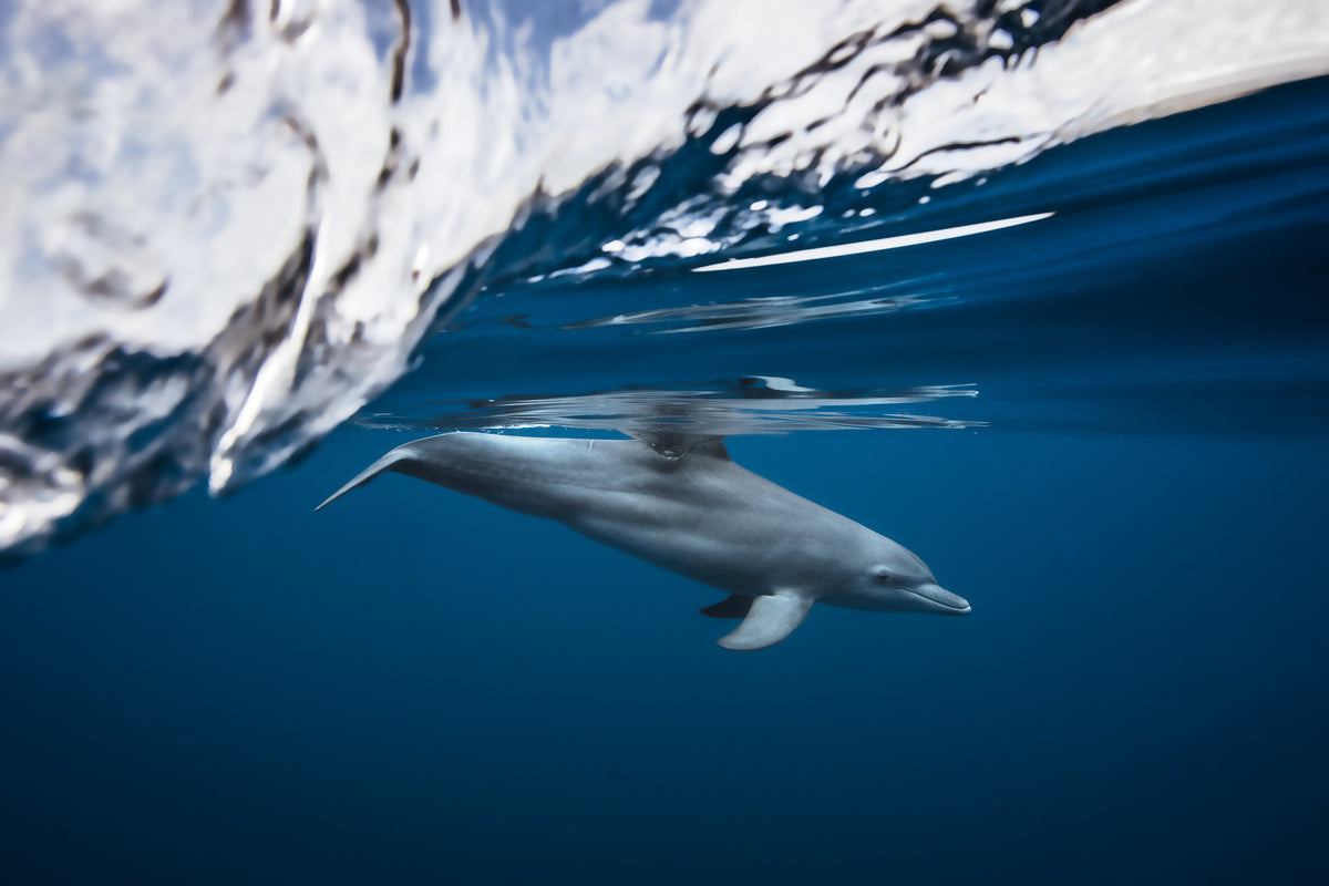 Bottlenose dolphin / Turciops Aduncus Poster och Canvastavla
