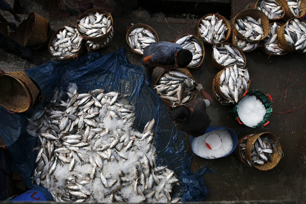 Fish on Transit Poster och Canvastavla