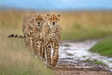 Five cheetahs coalition Poster och Canvastavla