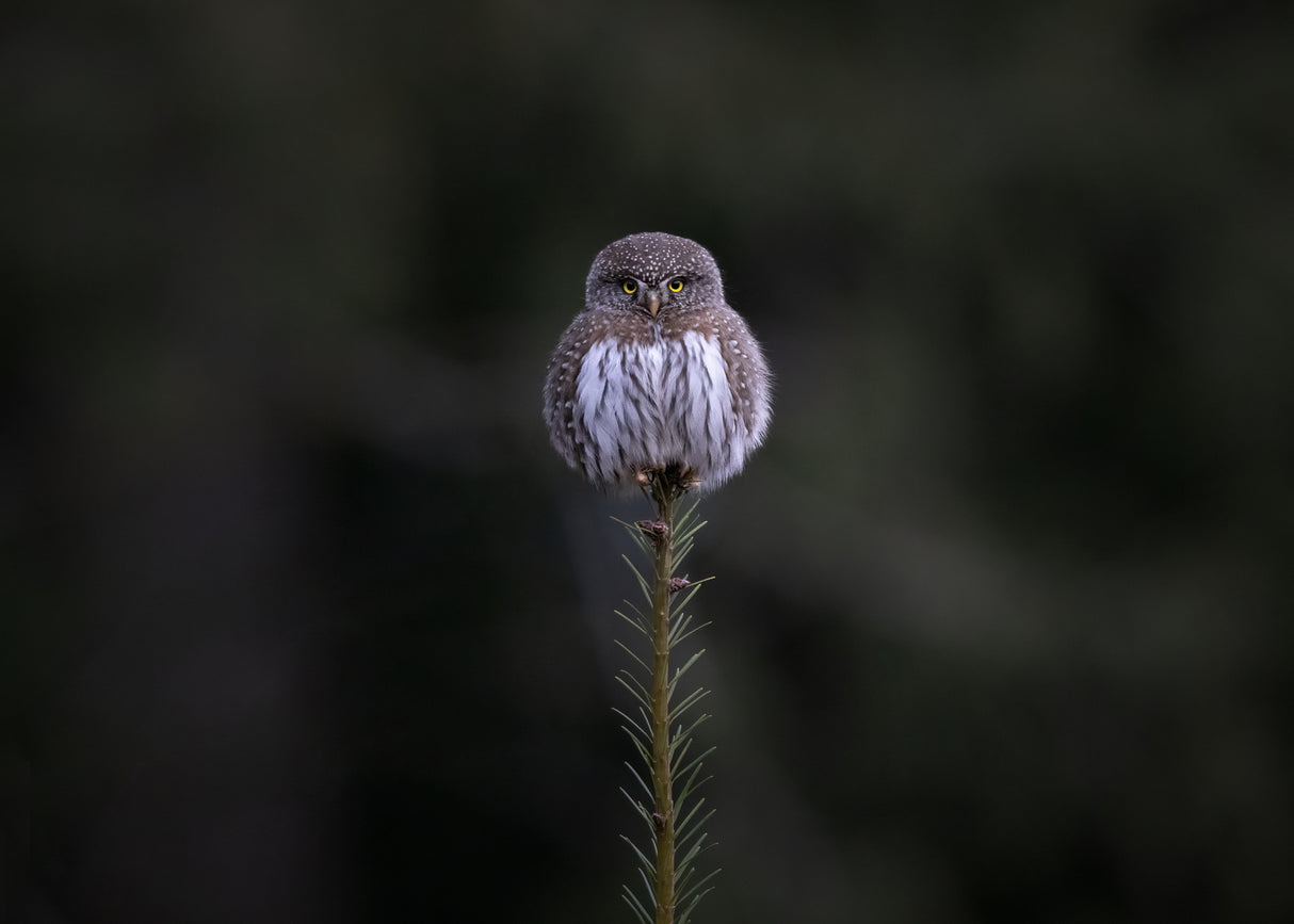 Tiny Owl Poster och Canvastavla