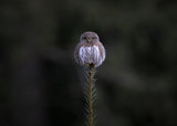 Tiny Owl Poster och Canvastavla