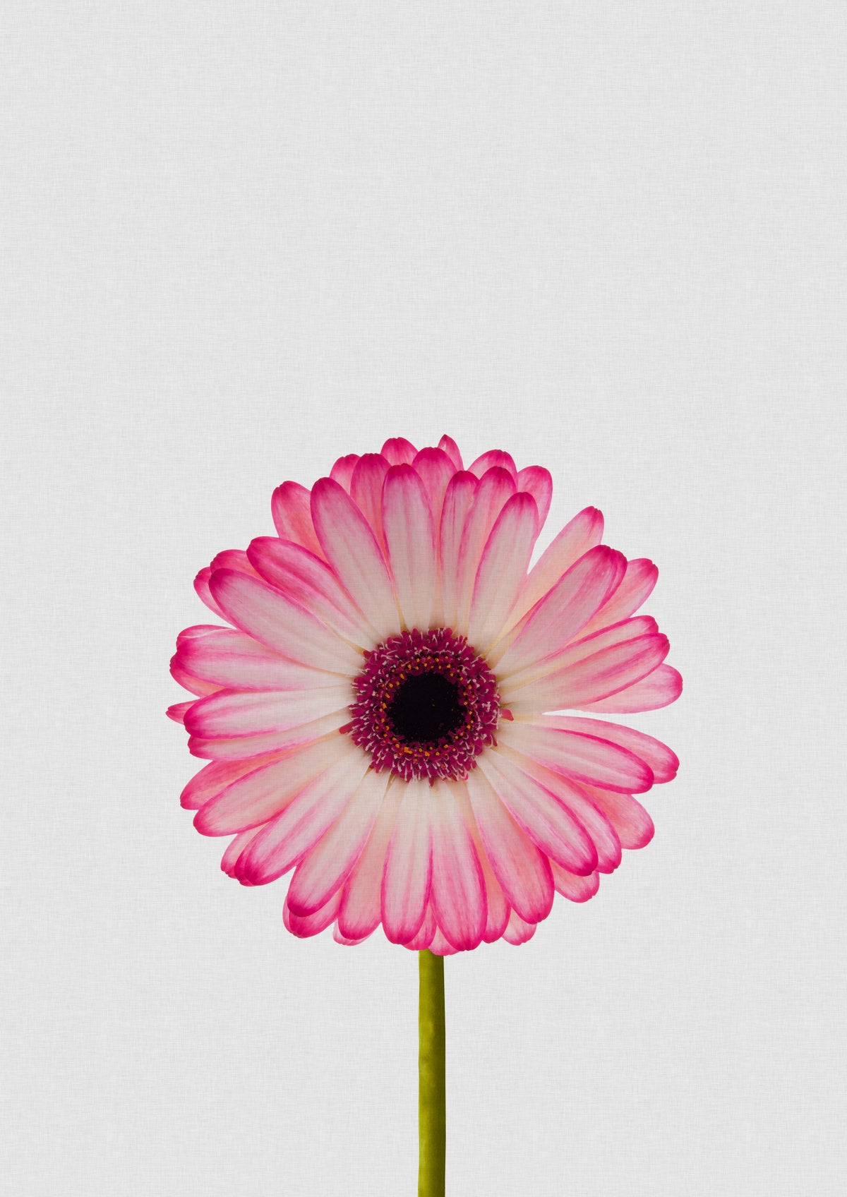 Daisy Still Life Poster och Canvastavla