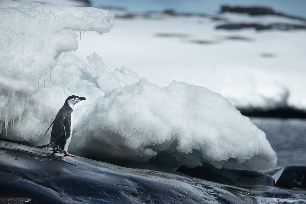 Adelie penguin Poster och Canvastavla