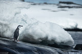 Adelie penguin Poster och Canvastavla