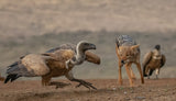 The Jackal and the Vulture Poster och Canvastavla