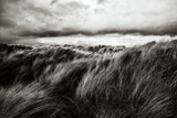 Dunes of grass Poster och Canvastavla