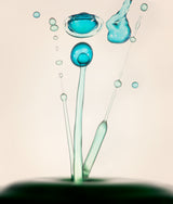 Drops of Life Poster och Canvastavla