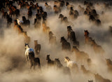 Wild horses Poster och Canvastavla