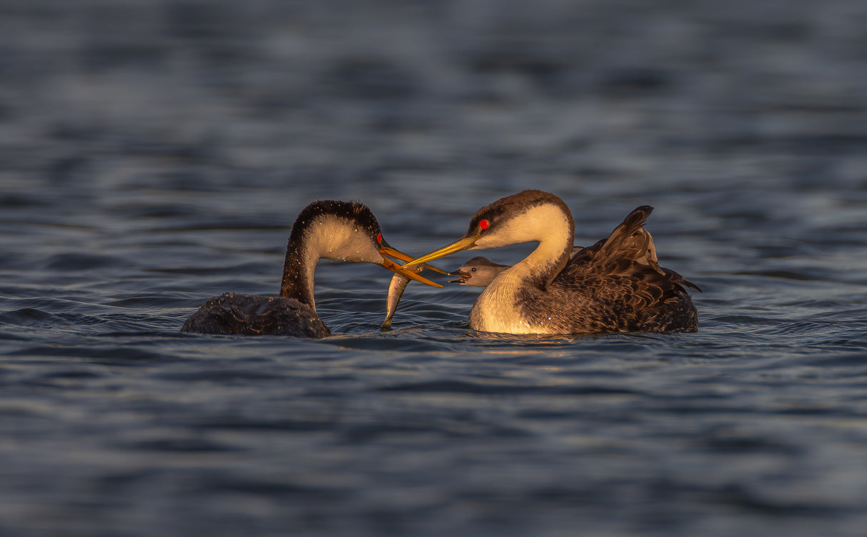 Grebe Poster och Canvastavla