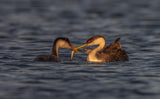 Grebe Poster och Canvastavla