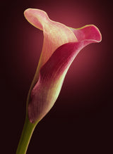 Red Calla Poster och Canvastavla