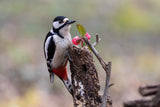 Woodpecker Poster och Canvastavla