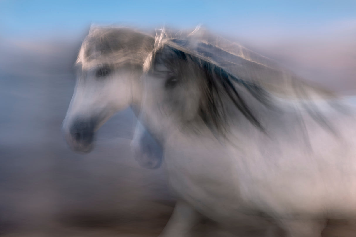 The Weather-colored horse Poster och Canvastavla