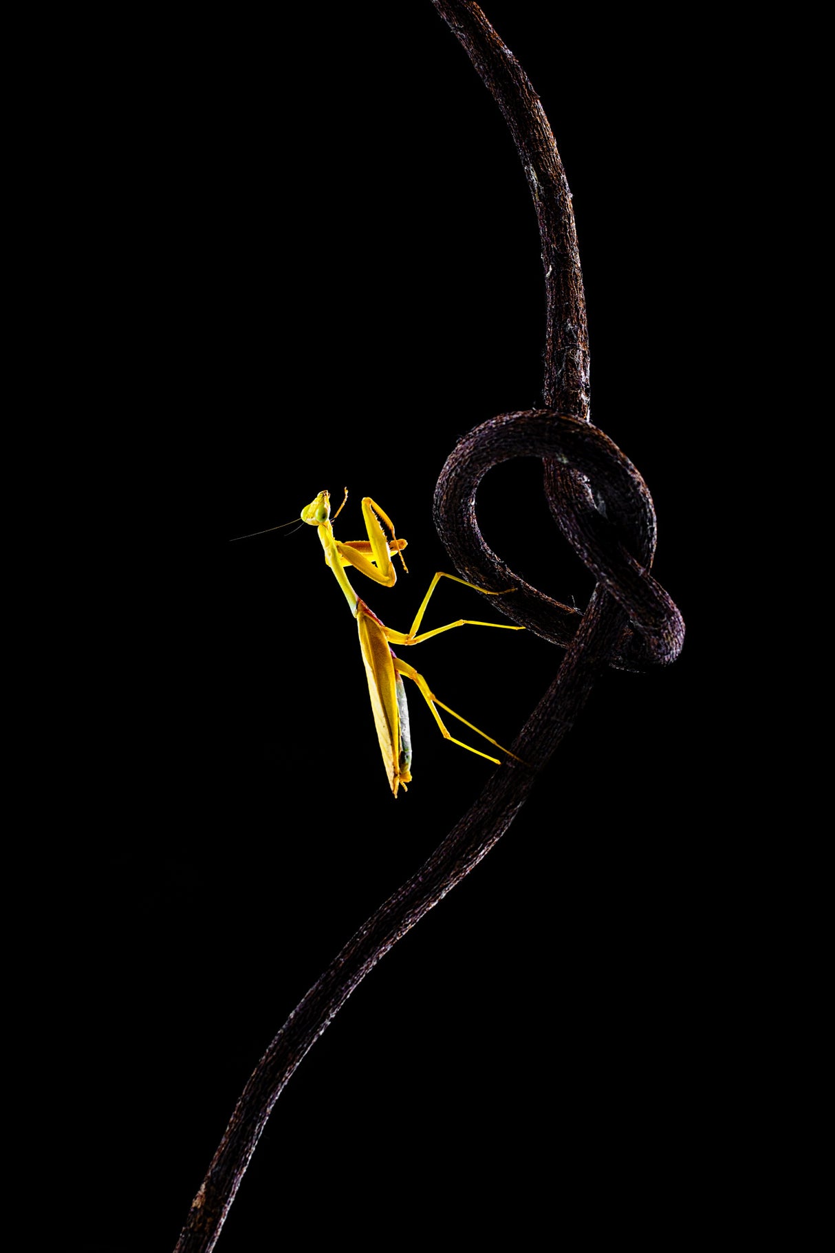 The Yellow Mantis Poster och Canvastavla