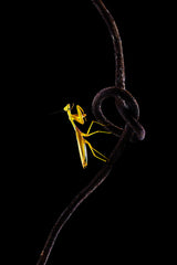 The Yellow Mantis Poster och Canvastavla