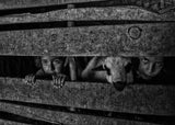 three views Poster och Canvastavla
