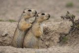 Earth squirrel Poster och Canvastavla