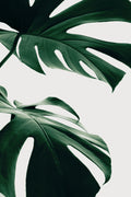 Monstera Natural 12 Poster och Canvastavla